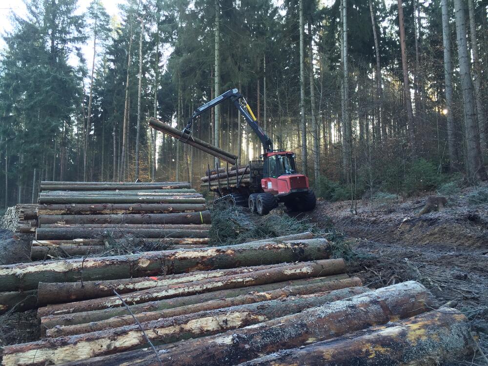 Holzeinschlag Himmelsgrund Helzigquelle © DBU/Clemens Messner