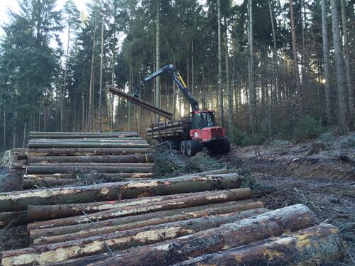 Holzeinschlag Himmelsgrund Helzigquelle © DBU/Clemens Messner