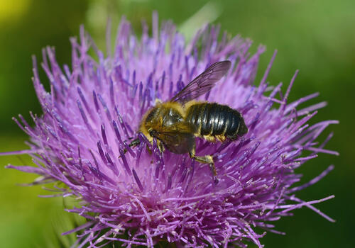 Blattschneiderbiene © Wolfgang Schruf/piclease