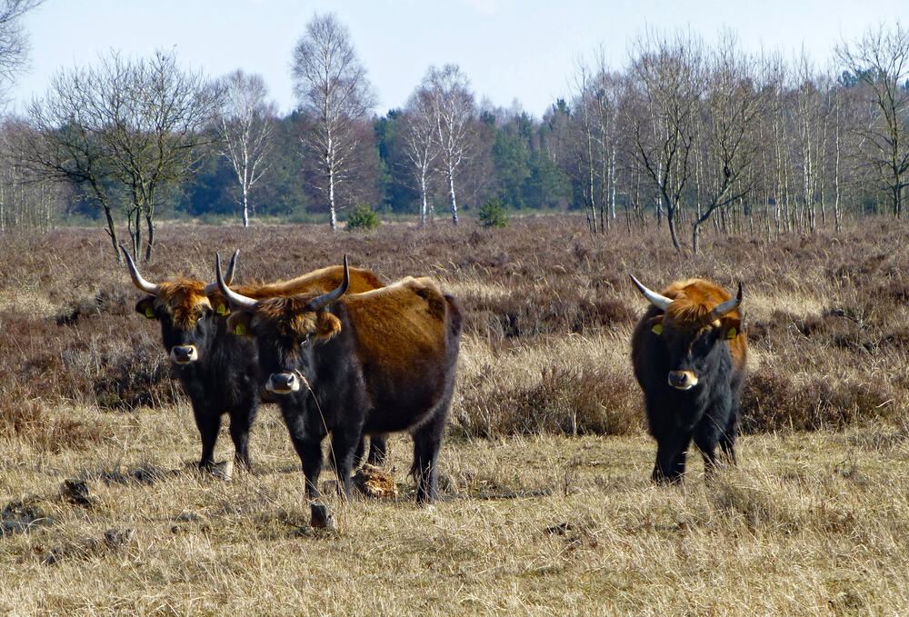 DBU-Naturerbefläche Oranienbaumer Heide © Jörg Tillmann/DBU Naturerbe