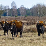 DBU-Naturerbefläche Oranienbaumer Heide © Jörg Tillmann/DBU Naturerbe