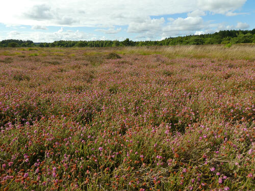 DBU-Naturerbefläche Cuxhavener Küstenheiden © Tobias Leikauf/DBU Naturerbe