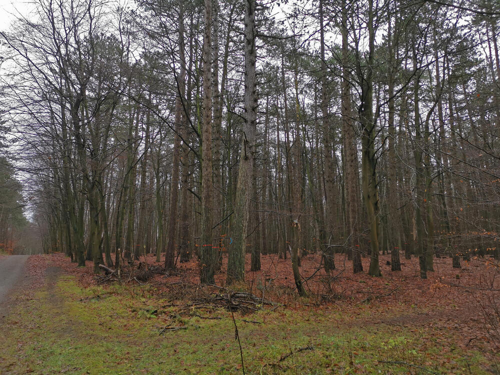 Cuxhavener Küstenheiden: Waldabschnitt © Dominik Sucker-Weiß/Bundesforst