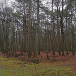 Cuxhavener Küstenheiden: Waldabschnitt © Dominik Sucker-Weiß/Bundesforst