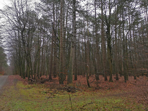 Cuxhavener Küstenheiden: Waldabschnitt © Dominik Sucker-Weiß/Bundesforst