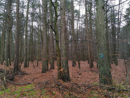DBU-Naturerbefläche Cuxhavener Küstenheiden © Dominik Sucker-Weiß/Bundesforst