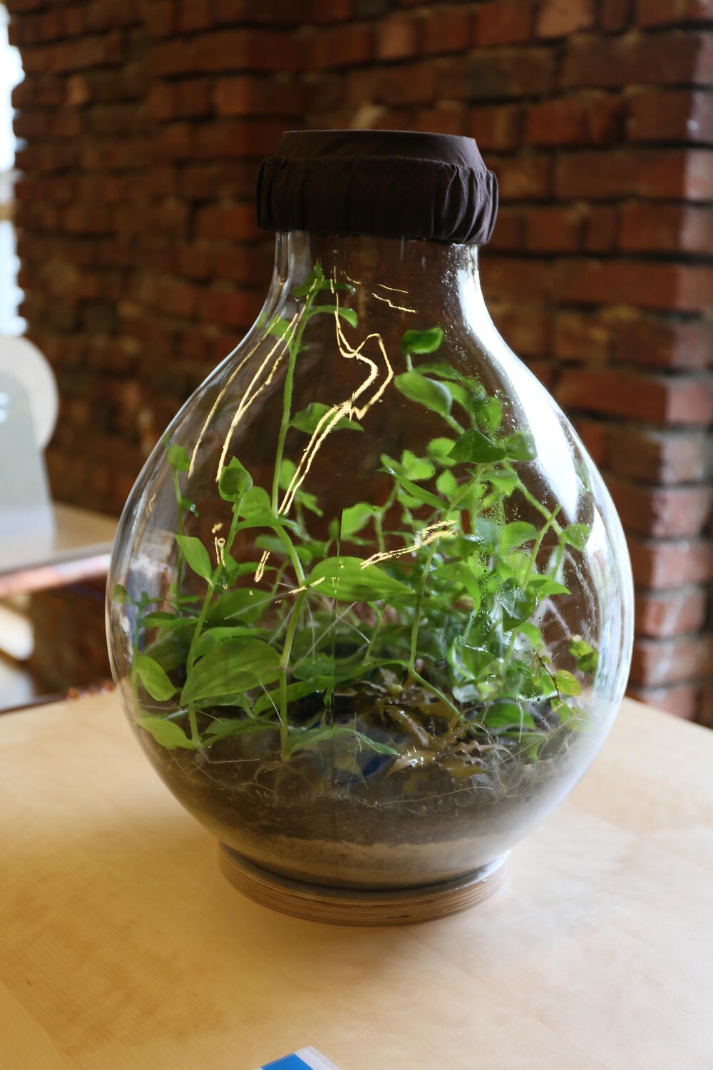 Flaschengarten © Mathematikum