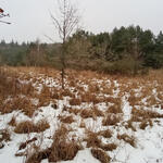 DBU-Naturerbefläche Prora Entkusselungsfläche © Frank Bölke/Bundesforst