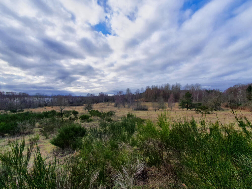 DBU-Naturerbefläche Prora © Lena Fitzner/DBU Naturerbe 