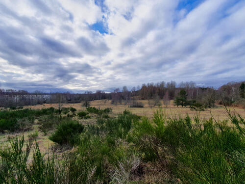 DBU-Naturerbefläche Prora © Lena Fitzner/DBU Naturerbe 