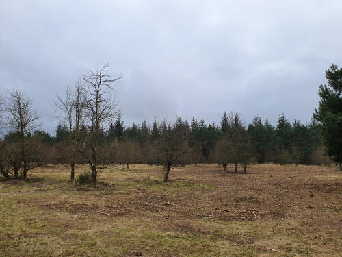 DBU-Naturerbefläche Prora © Lena Fitzner/DBU Naturerbe 