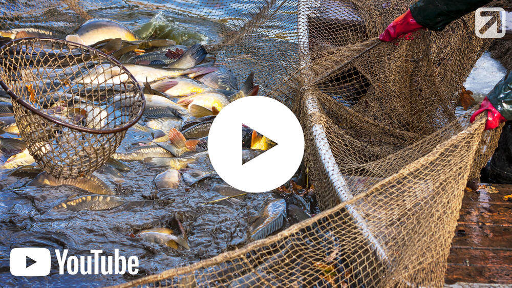 Vorschaubild - Fisch als Lebensmittel &copy; Miroslav Beneda - Fotolia 