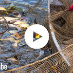 Vorschaubild - Fisch als Lebensmittel &copy; Miroslav Beneda - Fotolia 