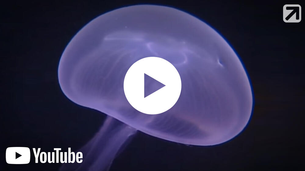 Vorschaubild - Wattforum 