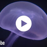 Vorschaubild - Wattforum 