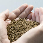 Phosphatdüngergranulat © Glatt Ingenieurtechnik GmbH