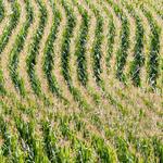 Csikos_Maisfeld © Pixabay