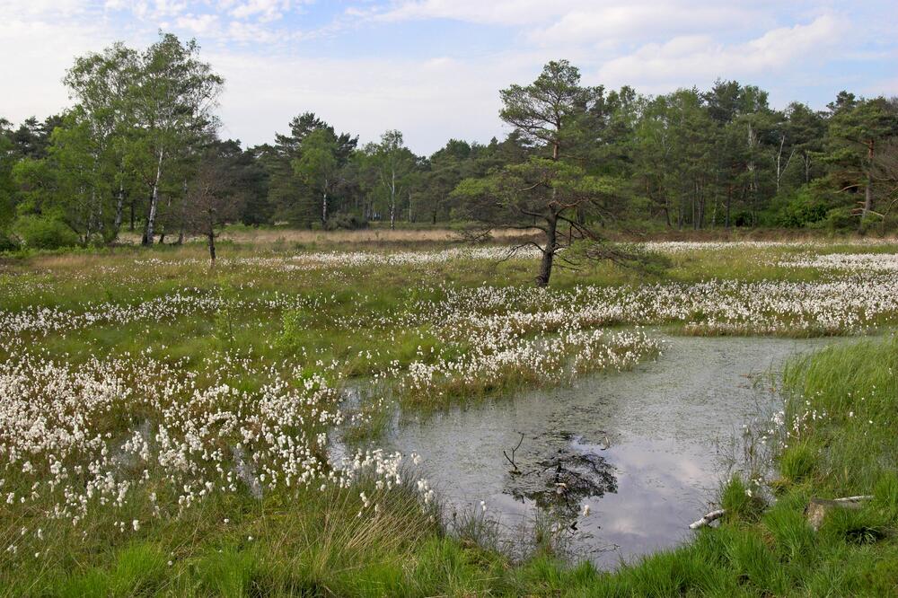 Moorweiher und Wollgräser &copy; Schier, Thorsten/piclease
