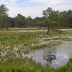 Moorweiher und Wollgräser &copy; Schier, Thorsten/piclease