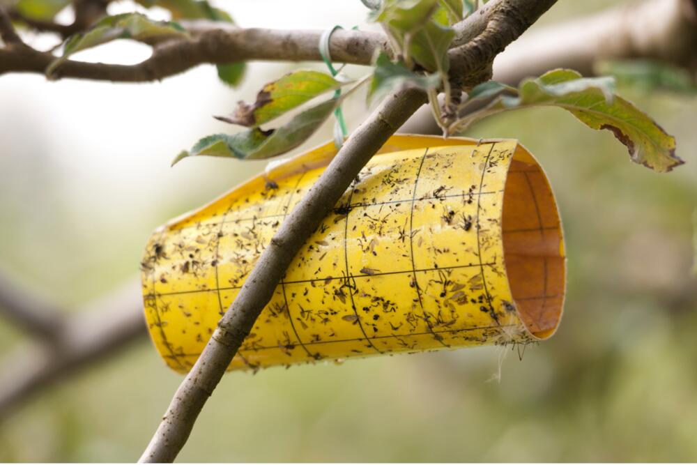 Insektenfalle © GaryAlvis - Getty Images