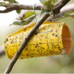 Insektenfalle © GaryAlvis - Getty Images
