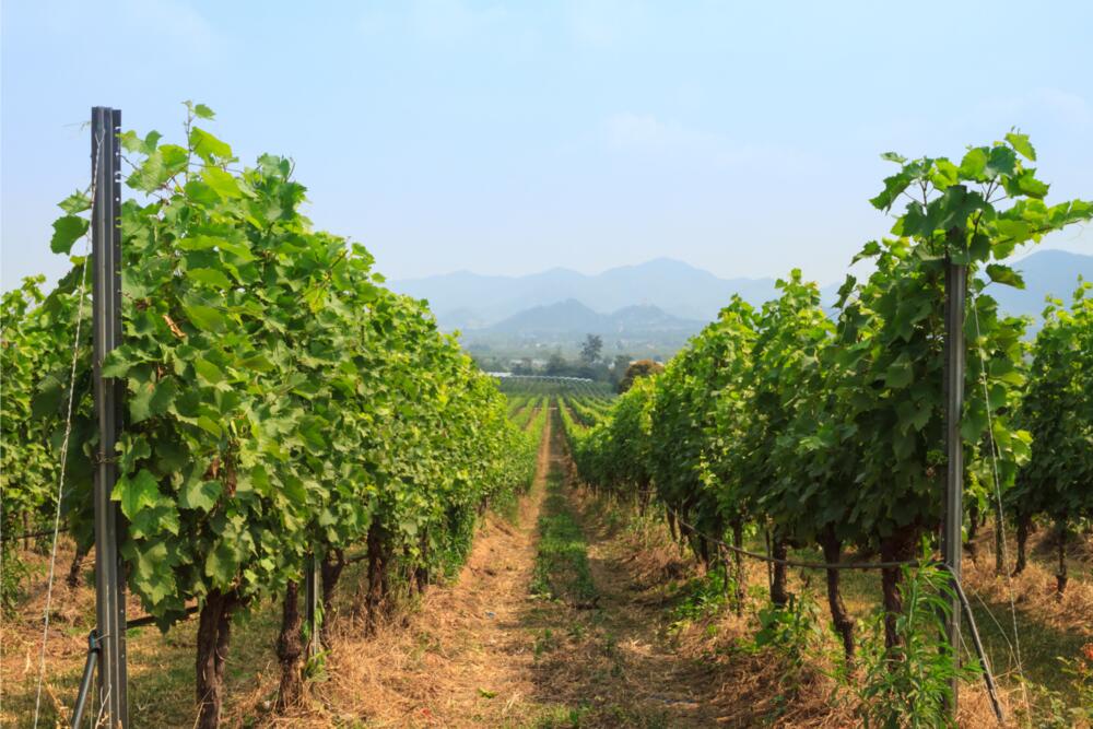 Weinbau © kubtee145 - Getty Images