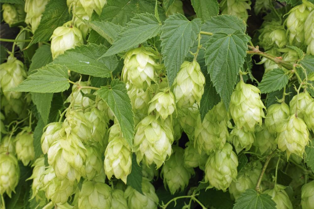 Hopfen © ffaber53 - Getty Images