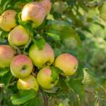 Apfelanbau © grapix - Canva