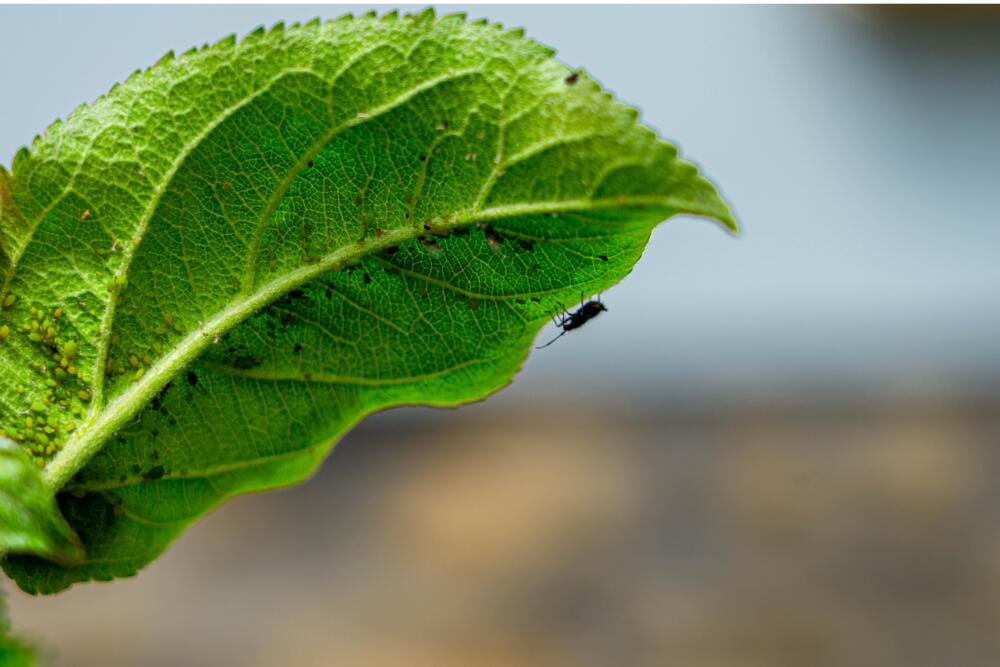 Blattflöhe © Jana Loesch - Getty Images