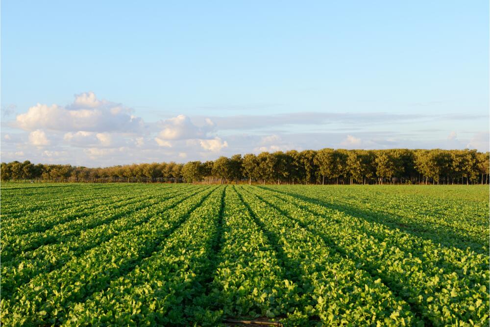 Feldgemüseanbau © chert61 - Getty Images