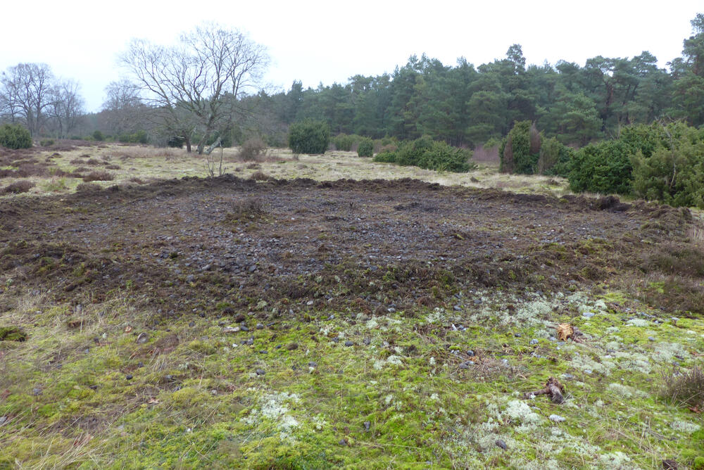 Feuersteinfelder DBU-Naturerbefläche Prora © Bundesforstbetrieb Vorpommern-Strelitz