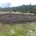 Feuersteinfelder DBU-Naturerbefläche Prora © Bundesforstbetrieb Vorpommern-Strelitz