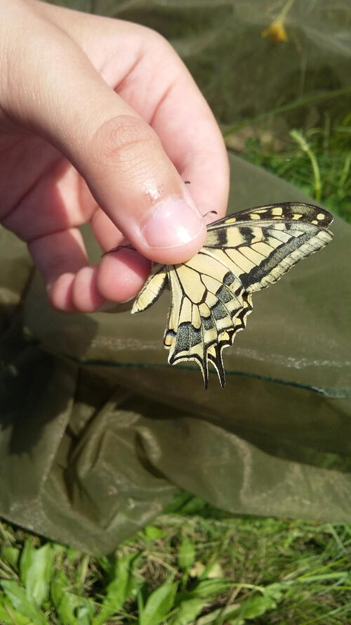 Tagfalter, Schmetterling, Citizen Science, Ungarn  © Wildtierland Hainich gGmbH