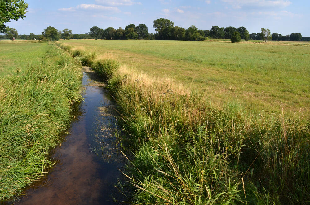 Naturschutzgebiet Rhader Wiesen, AZ 34437 © Deutsche Bundesstiftung Umwelt
