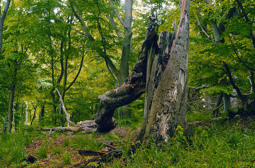 Totholz_Buhlitz auf Ruegen © Norbert Rosing