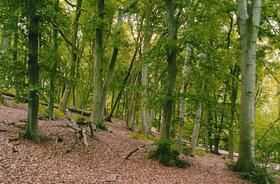 Buchenwald_Ruegen &copy; Norbert Rosing