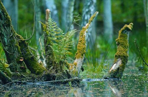 Erlenbruch_Ruegen &copy; Norbert Rosing