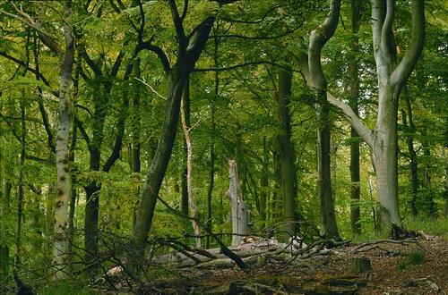 Buchenwald mit Totholz_Ruegen &copy; Norbert Rosing
