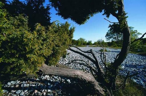 Feuersteinfelder in der Schmalen Heide_Ruegen &copy; Norbert Rosing
