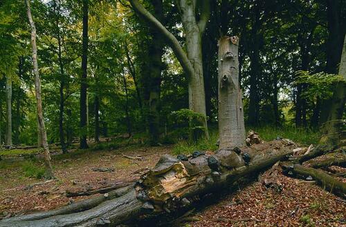 Totholz_Ruegen &copy; Norbert Rosing