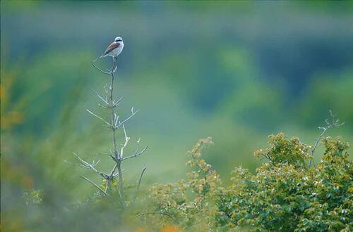Neuntoeter_Halbinsel Buhlitz_Ruegen &copy; Norbert Rosing