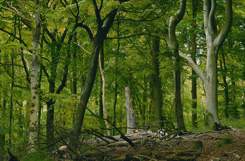 Kuestenbuchenwald mit Totholz_Thiessow auf Ruegen © Norbert Rosing