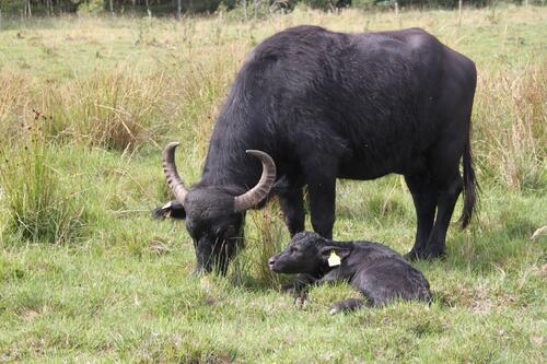Wasserbüffel  mit Kalb © DBU/ Matuschak
