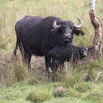 Wasserbüffel Prora © DBU/ Matuschak
