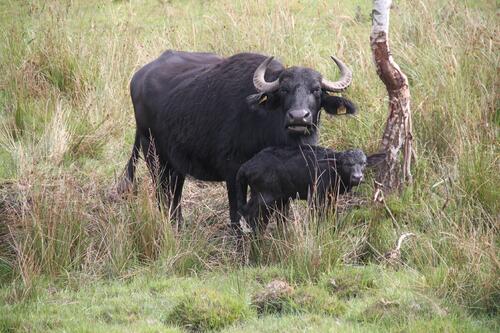 Wasserbüffel Prora © DBU/ Matuschak