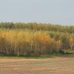 Kurzumtriebsplantage &copy; Prof. Dr. Norbert Lamersdorf