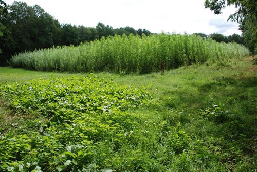 Kurzumtriebsplantage &copy; Prof. Dr. Norbert Lamersdorf