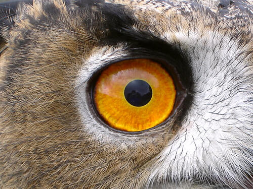 Uhu Detailaufnahme © EGE Eulen