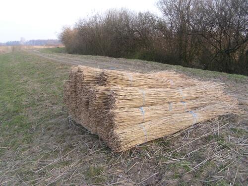 Schilf <i>Phragmites communis</i>, Lauwers Meer, Niederlande 