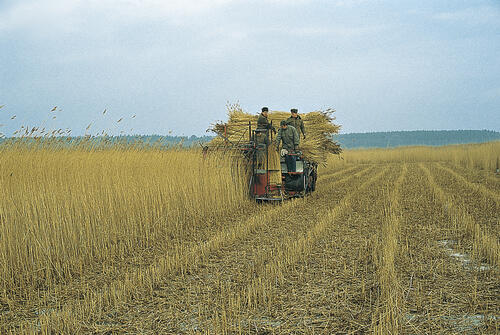 Saiga Schilferntemaschine 